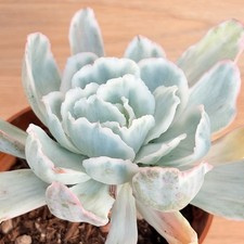 Echeveria hovey f. variegata 
