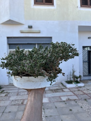 Bonsai timo macchia - ,,