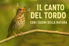 CANTO DEL TORDO NELLA NATURA