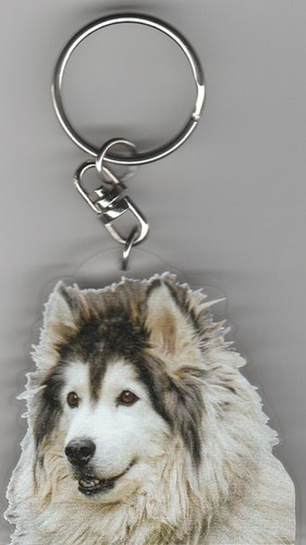 Alaskan malamute chien porte - chien,