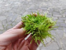 Muschio Acquario 5x5cm vessicularia 