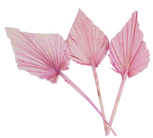 Palm spear rosa - pz,