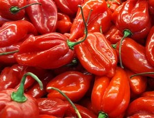 10 semi impertinenti Habanero