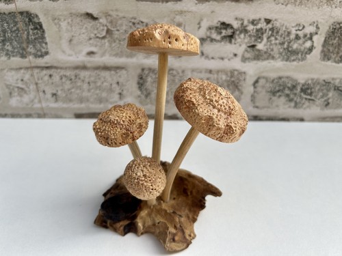 Funghi shitake legno base - funghi, su