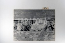 Foto vintage levrieri, Asilo
