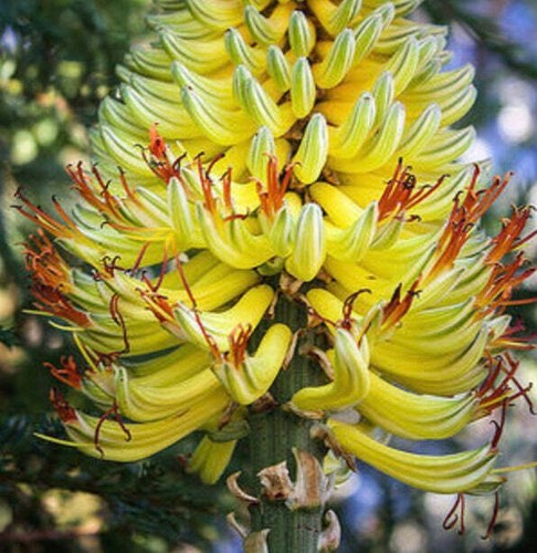 Aloe africana seeds - , semi