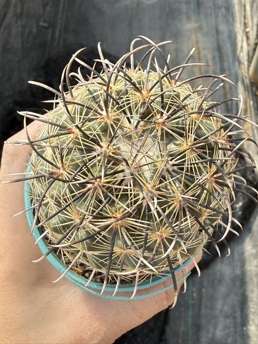 Rara pianta succulenta