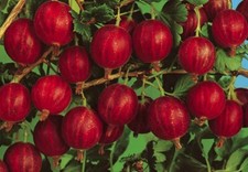 Pianta di uva spina rossa vaso