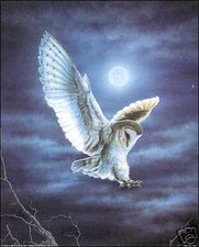 Moon Light Owl - Kit