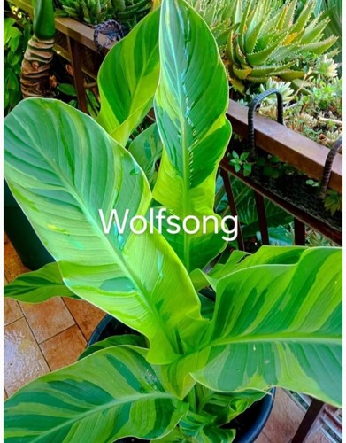 Pianta canna wolfsong foglia - wolfsong,