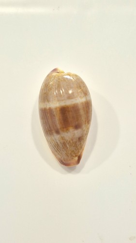 Ciprea walkeri stunning - walkeri, !!