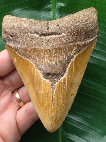 Dente marrone del megalodonte