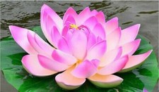 20 semi di NINFEA FIORE DI