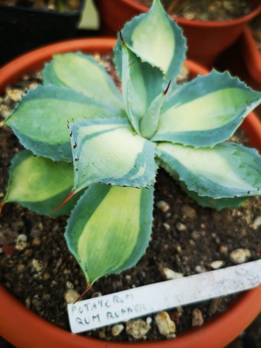 Agave potatorum rum runner - rum,