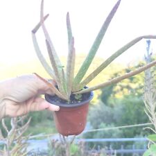 1 Vaso 10 Ø cm ALOE VERA Officinalis Biologica +1 Omaggio