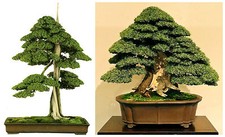 Semi juniperus rigida - di,
