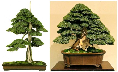 Semi juniperus rigida - semi,