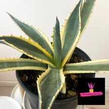 AGAVE AMERICANA MARGINATA (25cm)BIG pianta grassa di 2 anni con foglie variegata