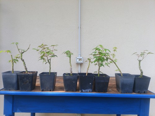 Bonsai aceri palmati dal - bonsai,