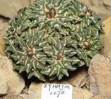 Clumping Ariocarpus