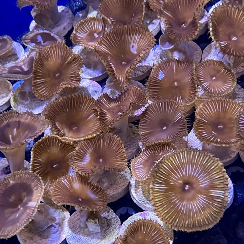 Grandis palythoa saq coral - grandis,