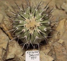 Copiapoa cinerea autoradicata