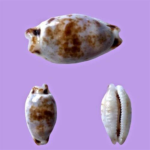 Cypraea hirundo rouxi