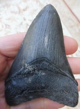 Megalodonte Dente (Faint