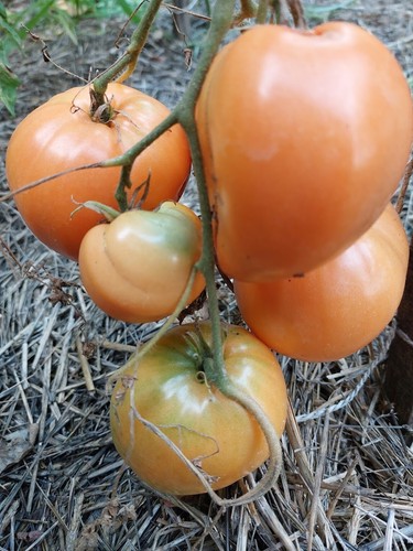 Pomodoro cuore bue - cuore, di