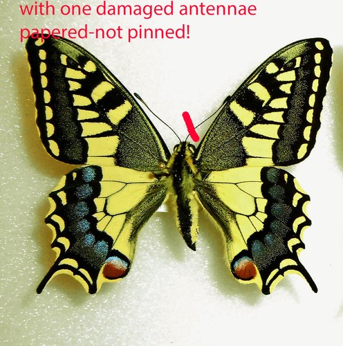 Papilio machaon - papilio,
