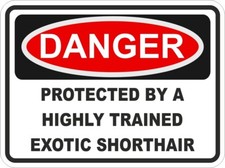 Exotic Shorthair Gatto Danger