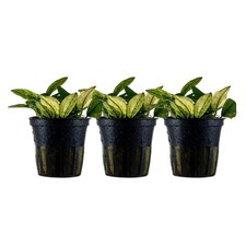 Pianta per acquario 3 pezzi