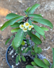 Euphorbia milii fiore - euphorbia, (