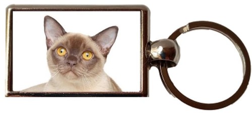 Burmese cat pet luxury - cat,