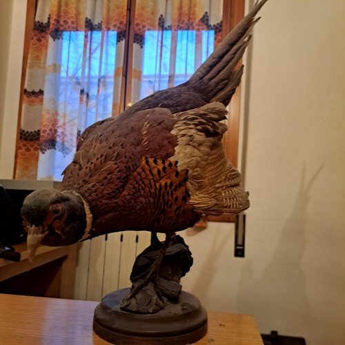 Vendo animali imbalsamati - , in