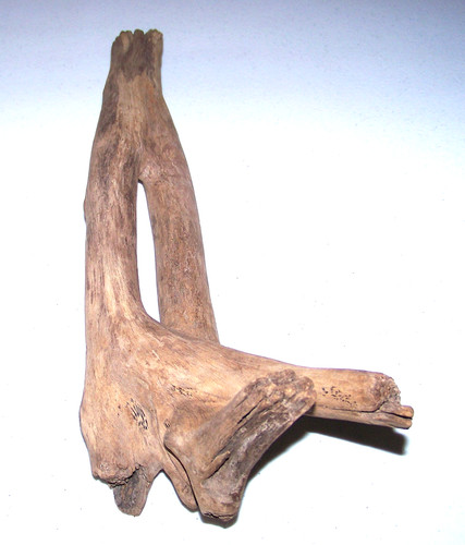 Driftwood acquario terrario - acquario,