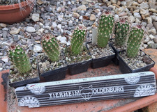Pezzi echinocereus bonkerae - echinocereus,