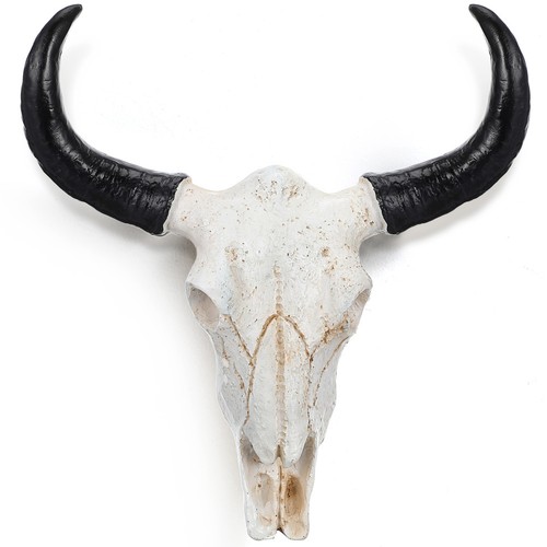 Teschio mucca pezzo - teschio, di