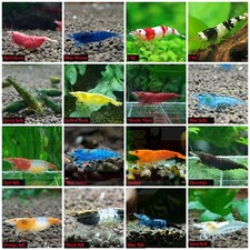 Adult Neocaridina Candy