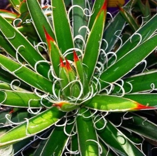 Agave leopoldii con - -,