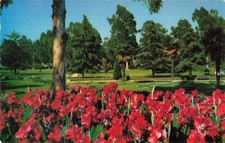 Postcard Red Canna Lilies