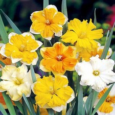 Narcisi bulbi di fiori cipolle fiori Narciso con coppa divisa Mix 10 pz.