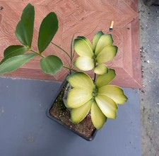 Zamia furfuracea WYSIWYG