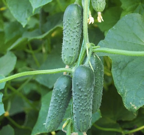 100 semi маша cetriolo - semi, +