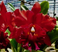 Profumo ibrido Cattleya Red