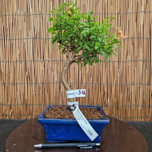 Bonsai melograno 32cm - melograno, h