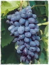 Pianta di Vite BLACK MAGIC
