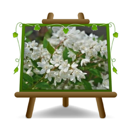 Deutzia gracilis pianta