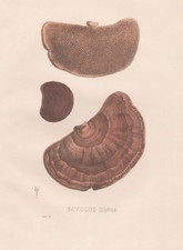 Favolus Hirtus Mushrooms