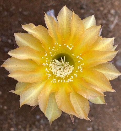 Echinopsis hybrid - (11),